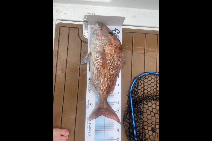 Tom Kearney caught this 52.0cm Snapper at kawau during The Export NZ Fishing Competition