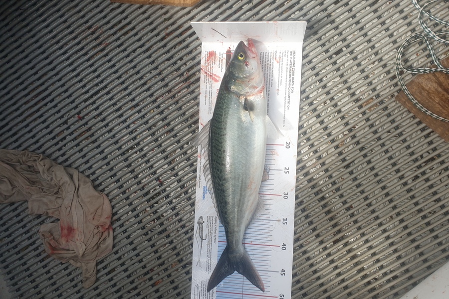 Ben Maroulis caught this 45.5cm Kahawai at Hauraki gulf during The Export NZ Fishing Competition
