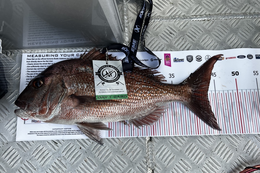 Glen Paterson caught this 43.0cm Snapper at Whitianga during The Export NZ Fishing Competition