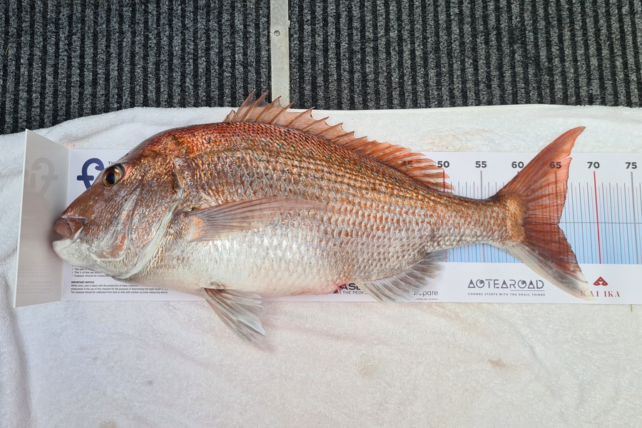 Matt Clutterbuck caught this 65.0cm Snapper at Middle Gulf during The Export NZ Fishing Competition