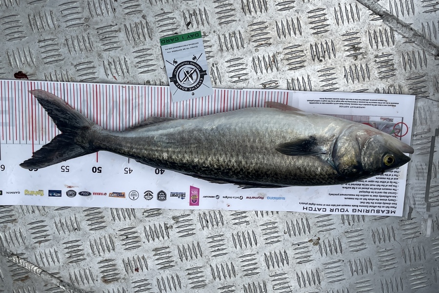 Isreal  Fussell caught this 55.0cm Kahawai at Whitianga during The Export NZ Fishing Competition