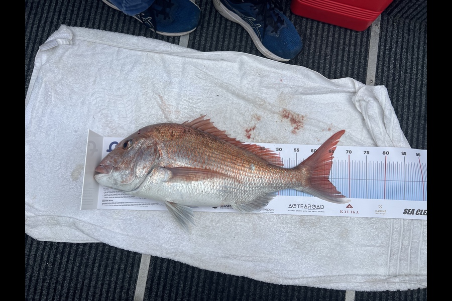 Travis Coffey caught this 64.0cm Snapper at Hauraki Gulf - middle  during The Export NZ Fishing Competition