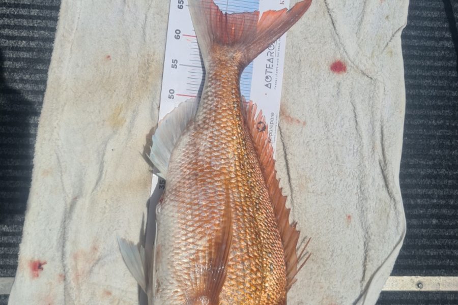 Heath Young caught this 64.0cm Snapper at Middle gulf during The Export NZ Fishing Competition