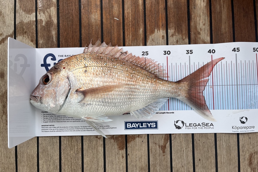 Darren Spick caught this 37.5cm Snapper at Coromandel  during The Export NZ Fishing Competition