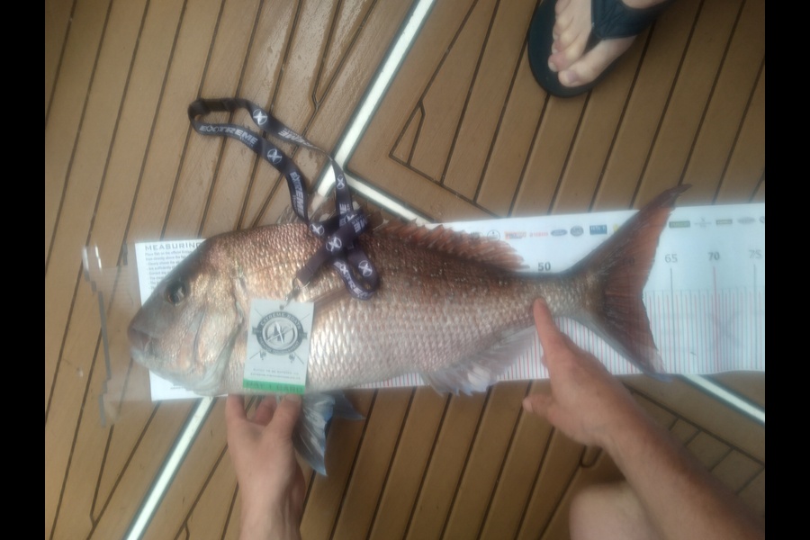 Wayne Rastrick caught this 61.5cm Snapper at Whitianga during The Export NZ Fishing Competition