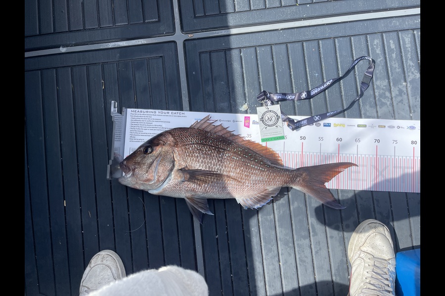 Richard  Fromont caught this 56.0cm Snapper at Whitianga during The Export NZ Fishing Competition