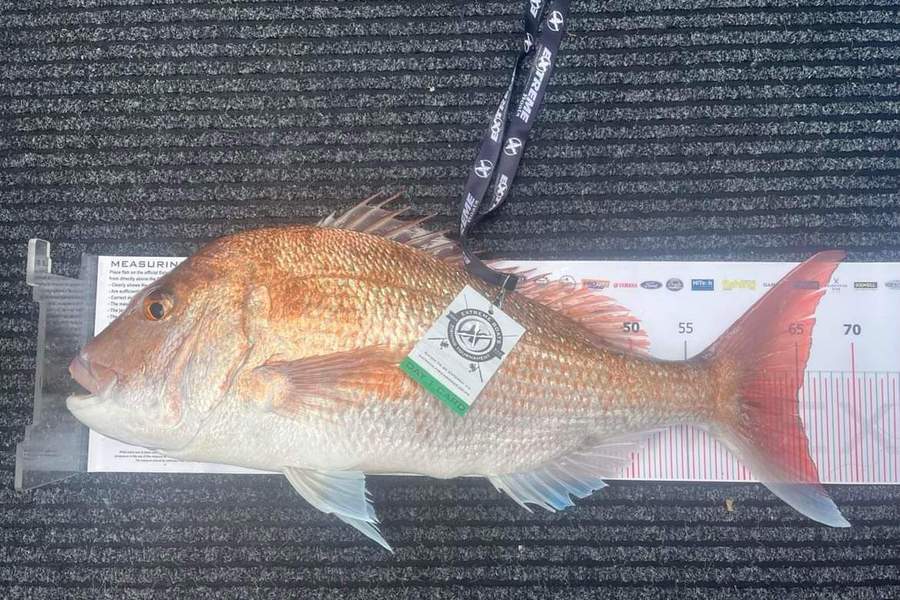 Lance  Odea caught this 65.0cm Snapper at Whitianga during The Export NZ Fishing Competition