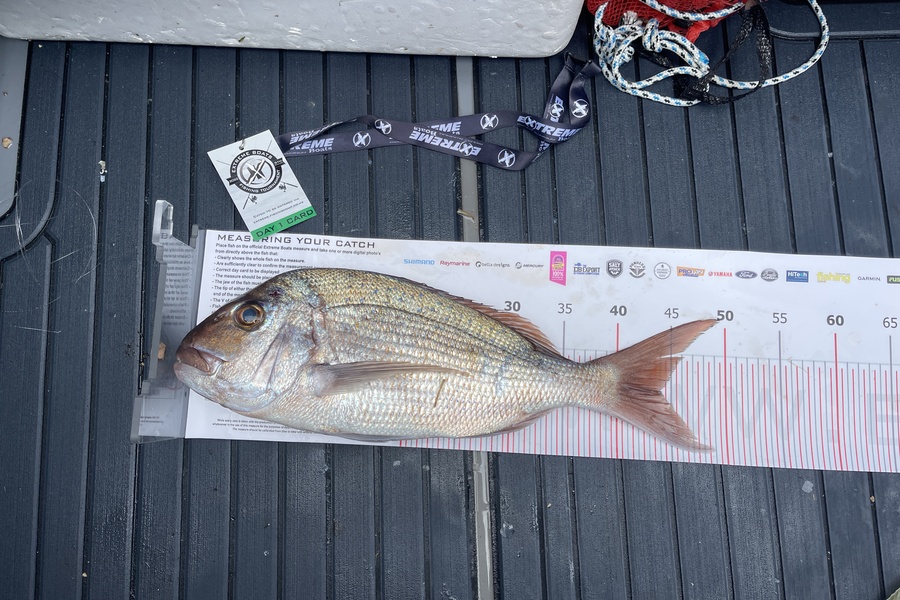 Olivia Fromont caught this 44.0cm Snapper at Whitianga during The Export NZ Fishing Competition