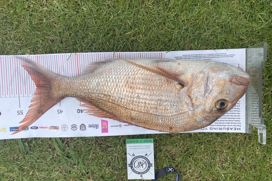 Simon McLaughlin caught this 50.5cm Snapper at Whitianga during The Export NZ Fishing Competition