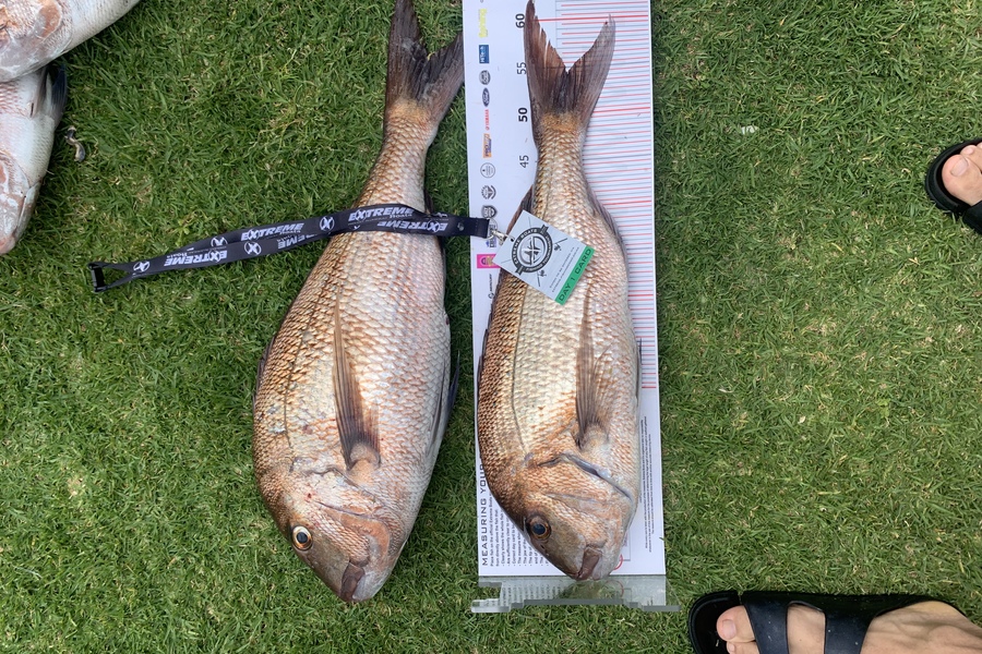 Nick Chatfield caught this 54.0cm Snapper at Whitianga during The Export NZ Fishing Competition