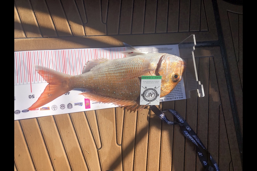 Mike Speed caught this 45.0cm Snapper at Whitianga during The Export NZ Fishing Competition