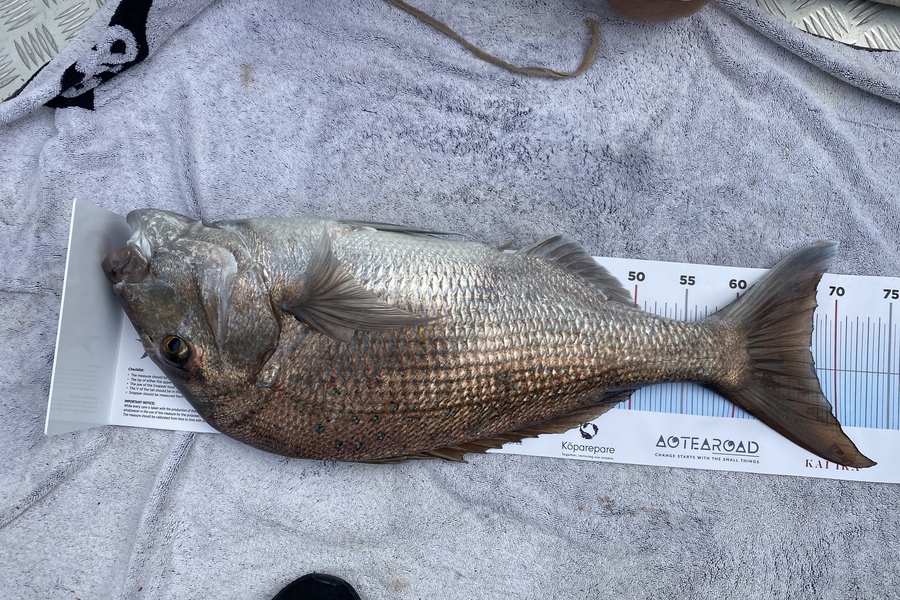 David Johnson caught this 67cm Snapper at The Noises during The Export NZ Fishing Competition