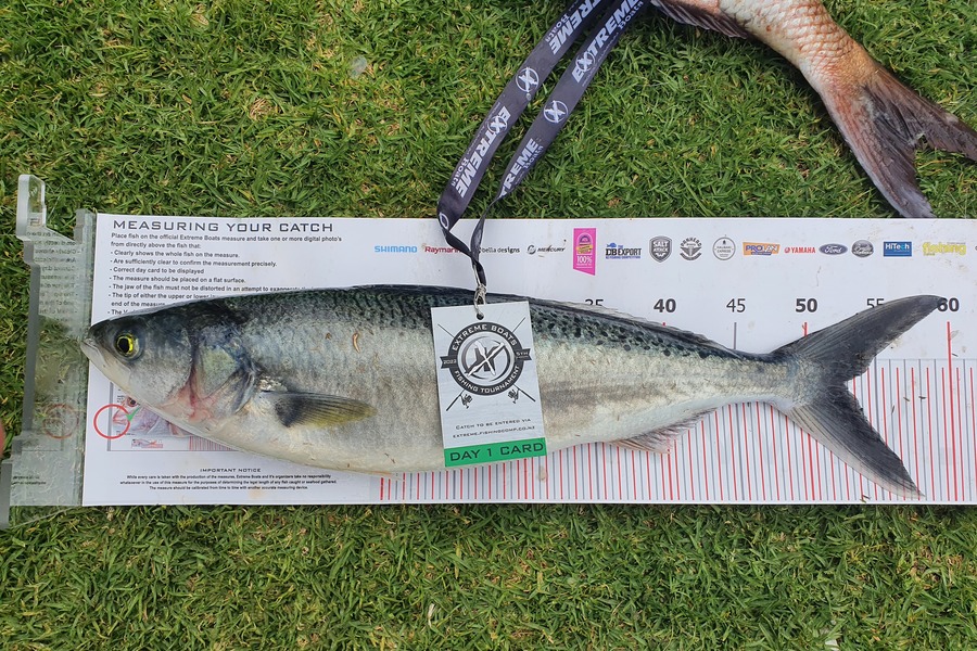 Nick Sneddon caught this 53.5cm Kahawai at Whitianga during The Export NZ Fishing Competition
