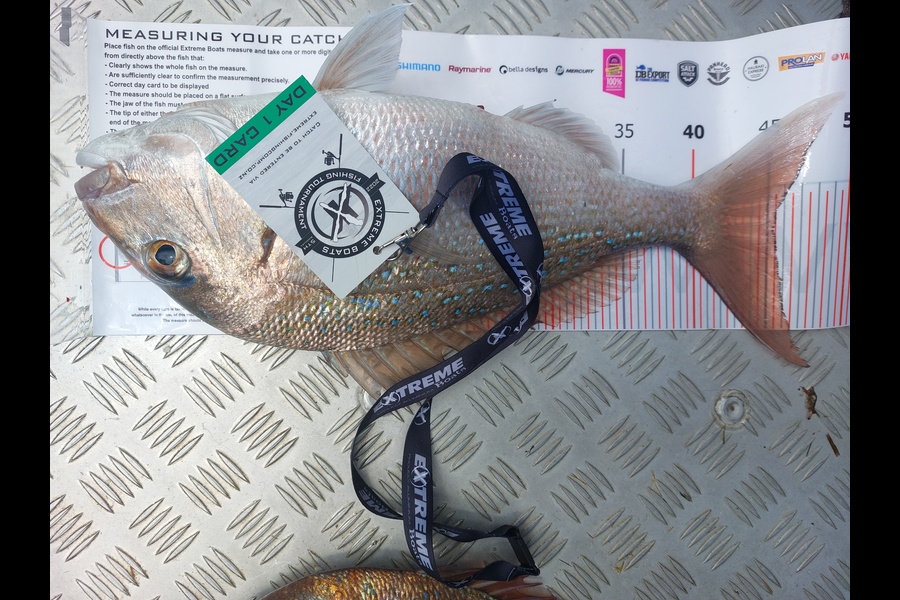 Paul  Swain caught this 45.5cm Snapper at Whitianga during The Export NZ Fishing Competition
