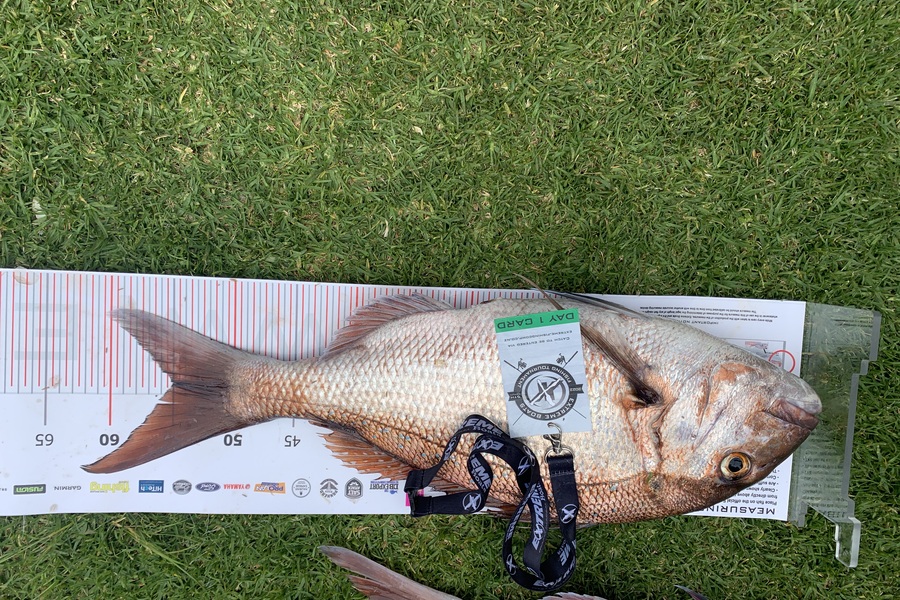 Kevin Webb caught this 55.0cm Snapper at Whitianga during The Export NZ Fishing Competition
