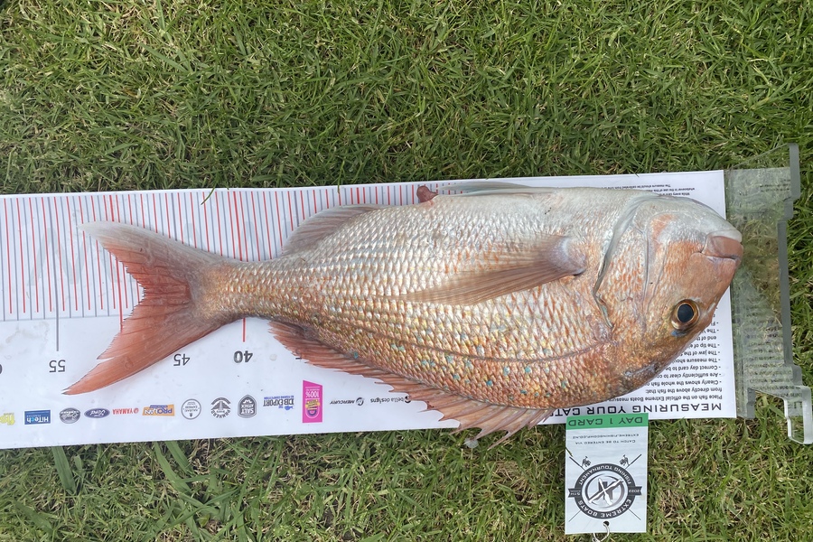 Matthew le Blanc Smith caught this 48.0cm Snapper at Whitianga during The Export NZ Fishing Competition