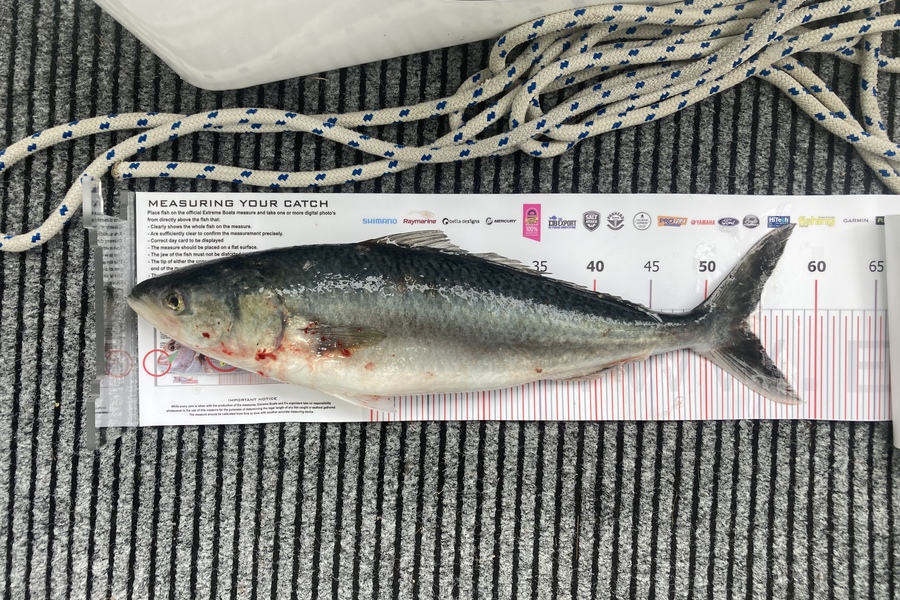 Craig  McLean caught this 54.0cm Kahawai at Whitianga during The Export NZ Fishing Competition