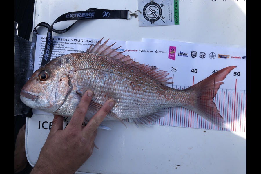 Jackie McCullough caught this 45.0cm Snapper at Whitianga during The Export NZ Fishing Competition