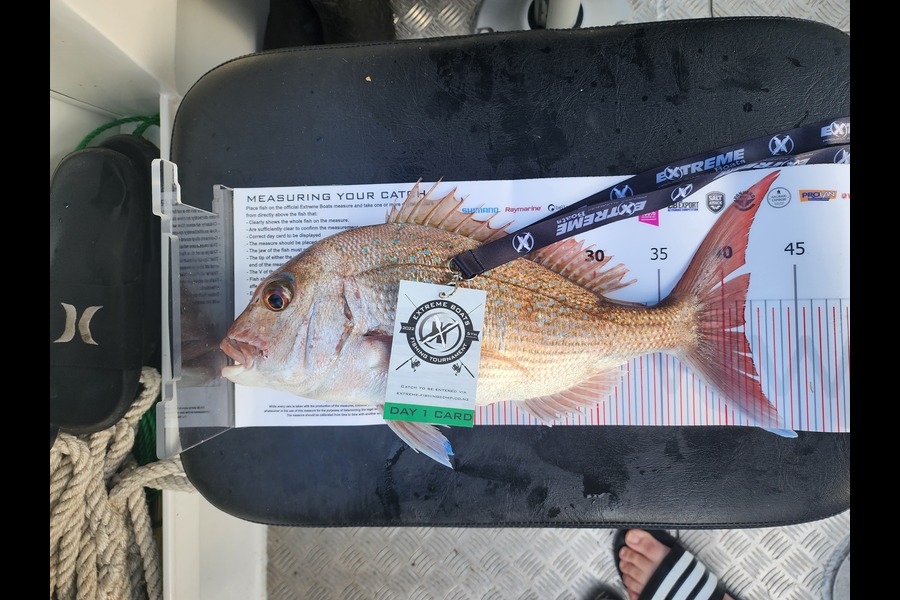 ERIC MILLS caught this 41.5cm Snapper at Whitianga during The Export NZ Fishing Competition