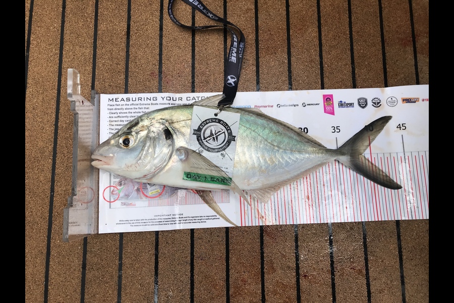 Kerry Manson caught this 38.5cm Trevally at Whitianga during The Export NZ Fishing Competition