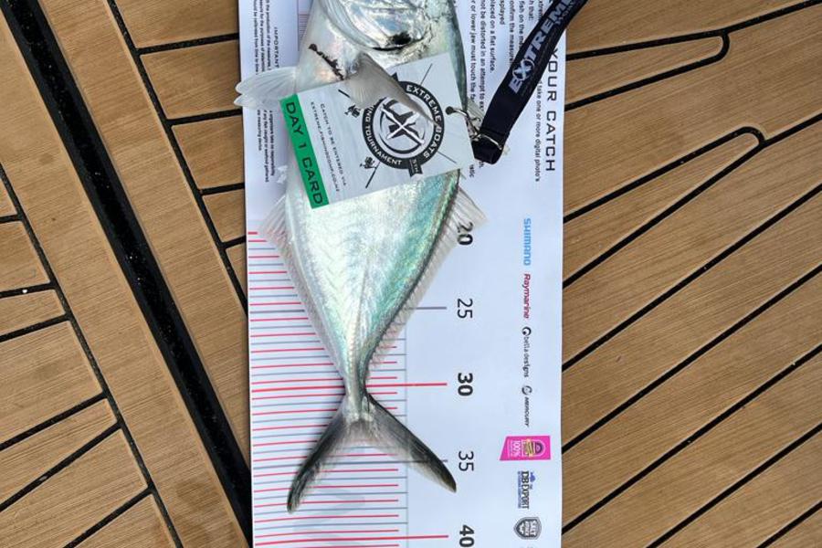 Franco Venturino caught this 33.5cm Trevally at Whitianga during The Export NZ Fishing Competition