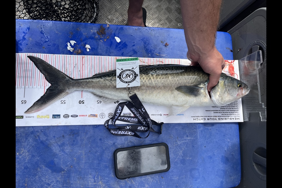 Andrew  Shove caught this 58.0cm Kahawai at Whitianga during The Export NZ Fishing Competition