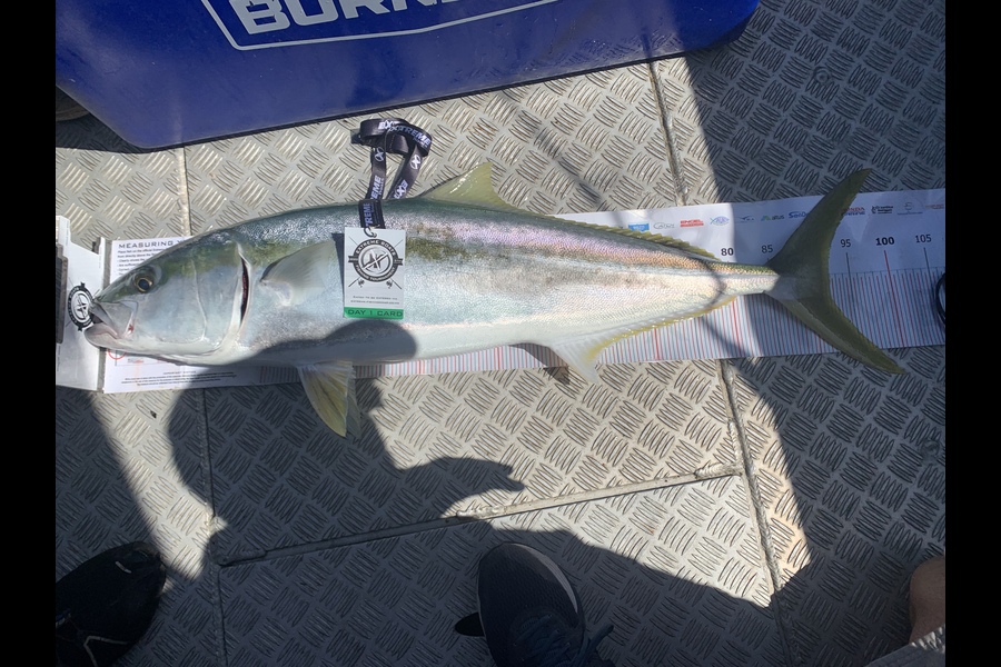 Andrew Goodman caught this 92.0cm Kingfish at Whitianga during The Export NZ Fishing Competition