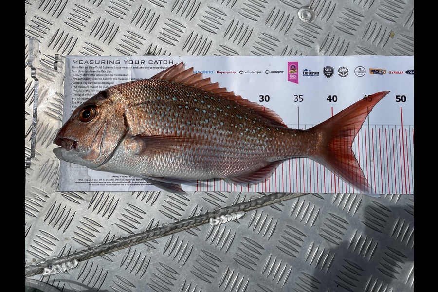Rhys Holding caught this 42.5cm Snapper at Whitianga during The Export NZ Fishing Competition