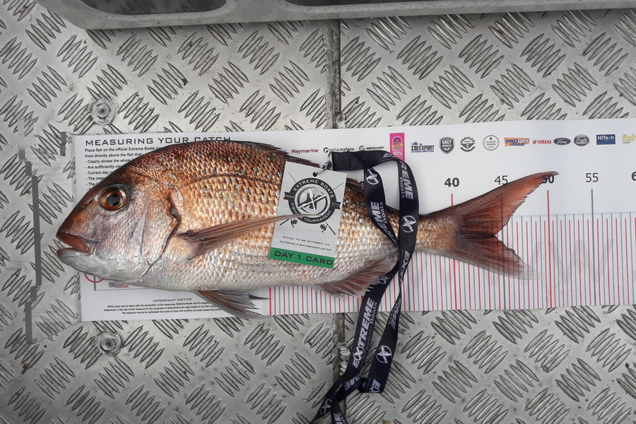 John Fluhler caught this 44.0cm Snapper at Whitianga during The Export NZ Fishing Competition