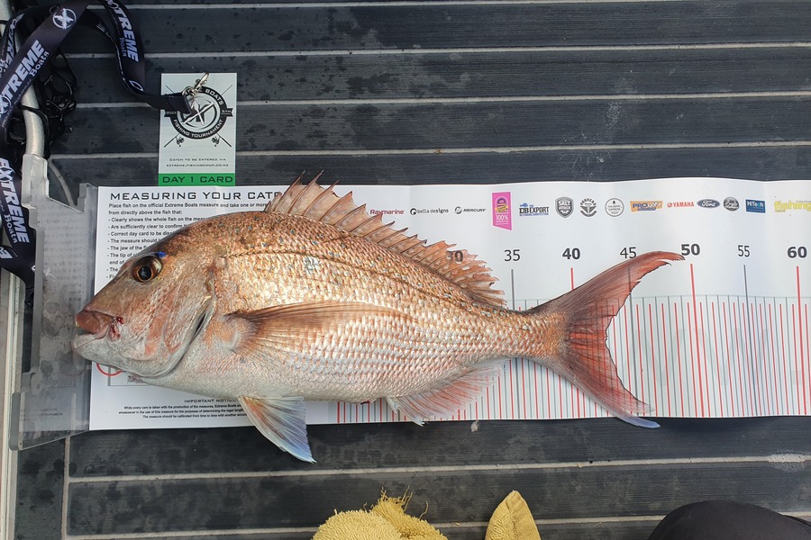 Pete  Lamont  caught this 42.5cm Snapper at Mercury Islands during The Export NZ Fishing Competition