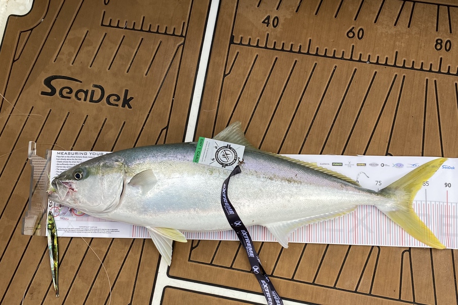 Arnie Mears caught this 82.0cm Kingfish at Whitianga during The Export NZ Fishing Competition