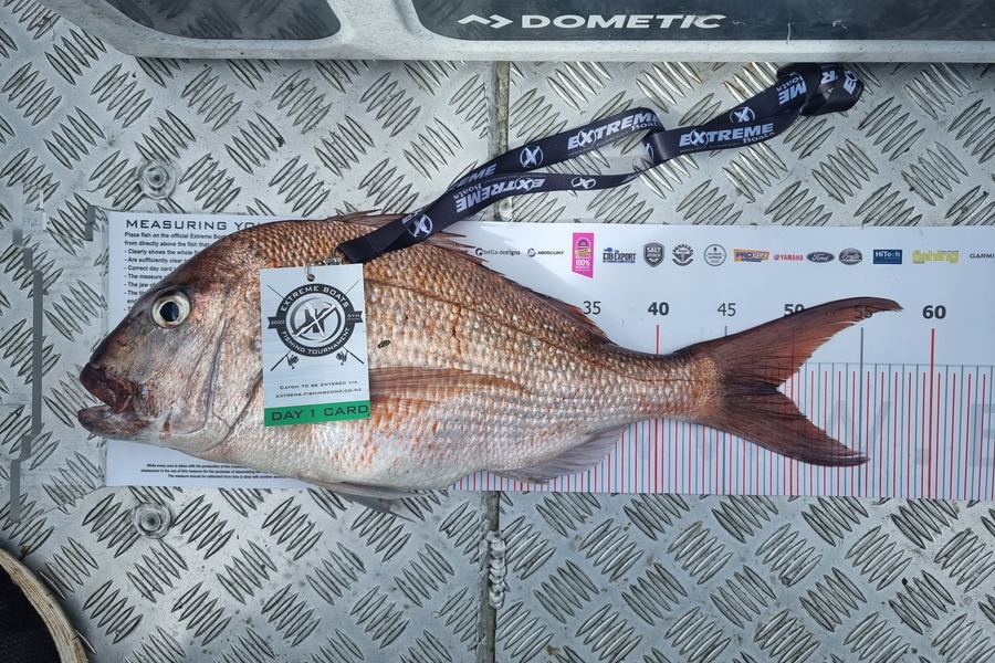 Wayne Fluhler caught this 49.0cm Snapper at Whitianga during The Export NZ Fishing Competition