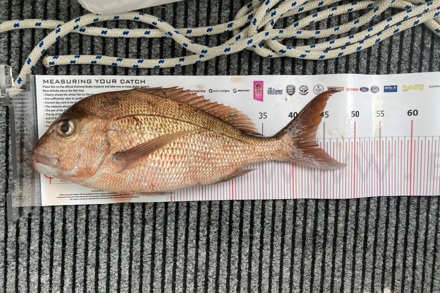 Craig  McLean caught this 43.5cm Snapper at Whitianga during The Export NZ Fishing Competition