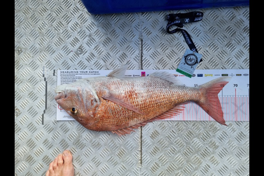 Jeremy Powell caught this 63.0cm Snapper at Whitianga during The Export NZ Fishing Competition