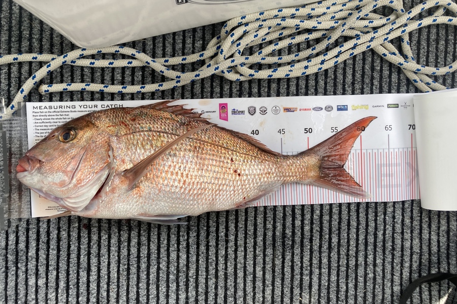 Craig  McLean caught this 56.5cm Snapper at Whitianga during The Export NZ Fishing Competition