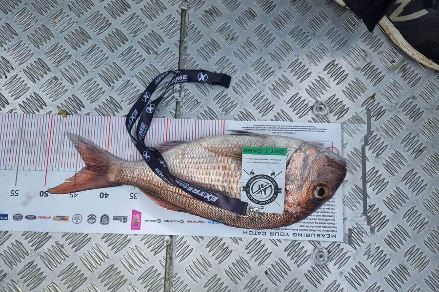 Mike  Gallagher caught this 43.5cm Snapper at Whitianga during The Export NZ Fishing Competition