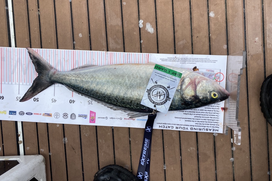 Aaron  Sinclair caught this 49.5cm Kahawai at Whitianga during The Export NZ Fishing Competition