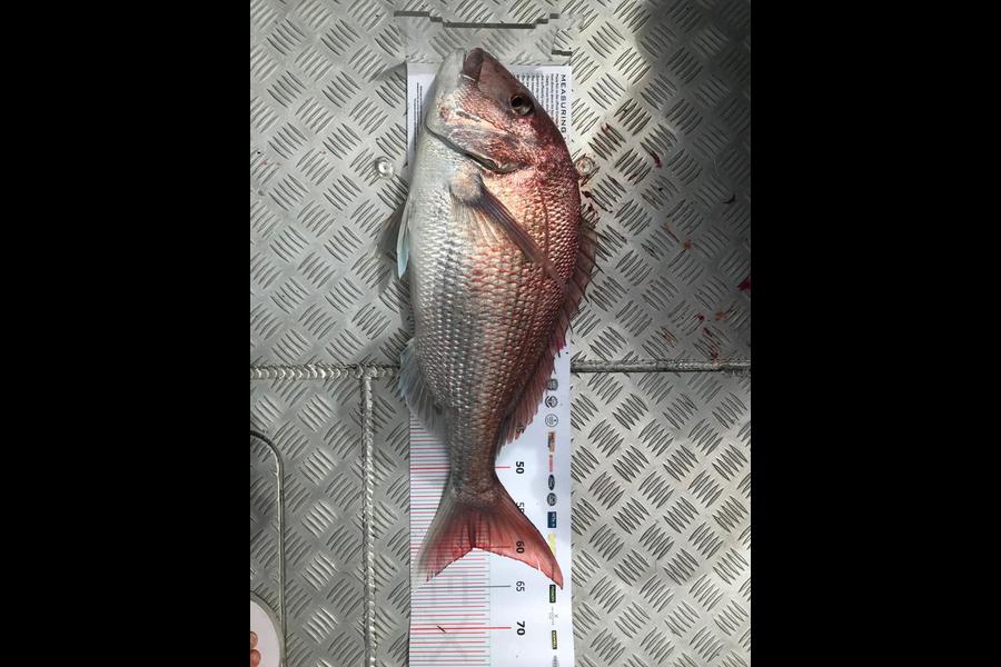 Brett Gorringe caught this 60.0cm Snapper at Whitianga during The Export NZ Fishing Competition