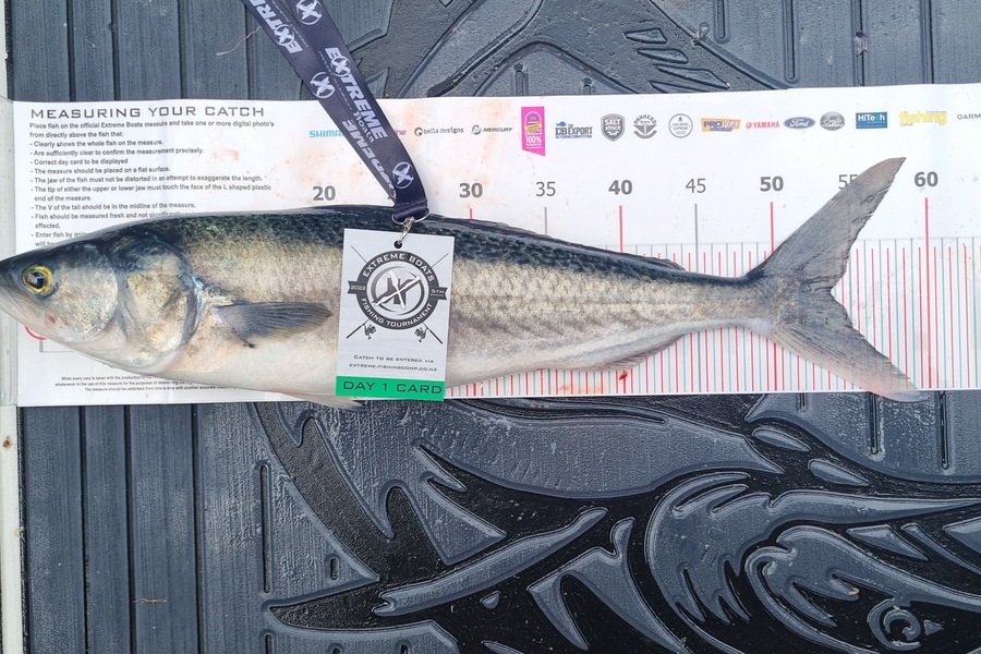 Hayden Begovich caught this 53.5cm Kahawai at Whitianga during The Export NZ Fishing Competition