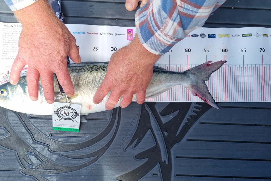 Hayden Begovich caught this 54.5cm Kahawai at Whitianga during The Export NZ Fishing Competition