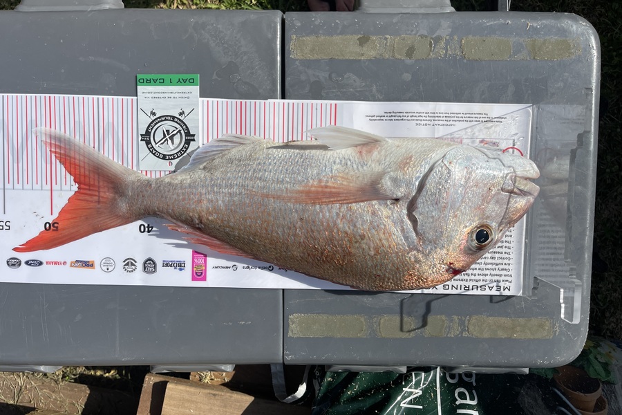 Isreal  Fussell caught this 47.0cm Snapper at Whitianga during The Export NZ Fishing Competition