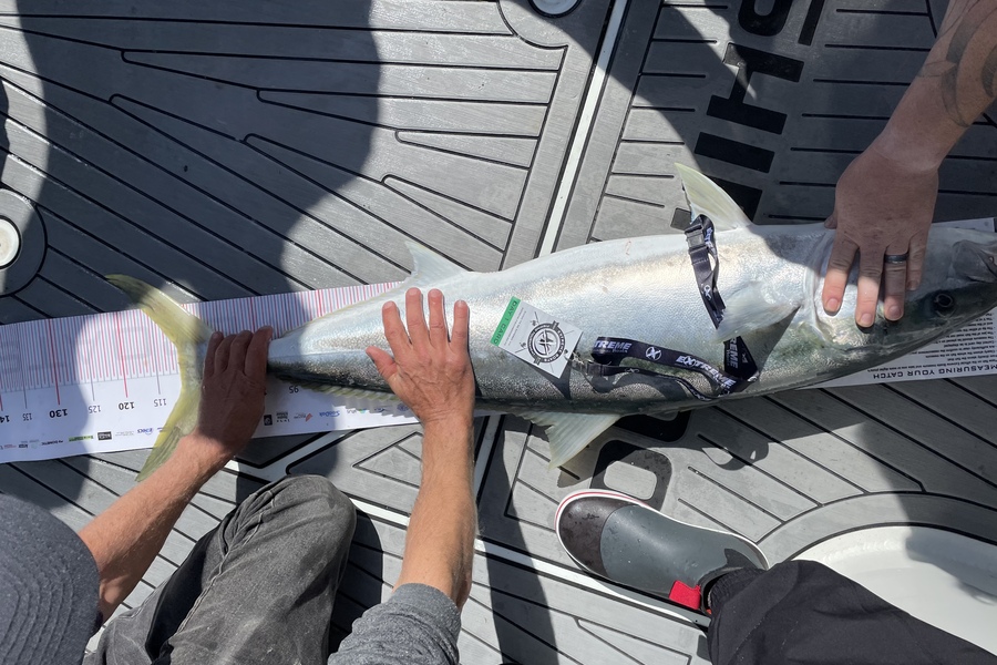 Grant Allen caught this 111.5cm Kingfish at Whitianga during The Export NZ Fishing Competition