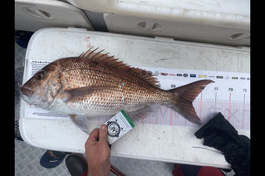 Nolan  Smith caught this 57.0cm Snapper at Whitianga during The Export NZ Fishing Competition