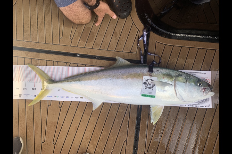 Gareth Brown caught this 95.0cm Kingfish at Whitianga during The Export NZ Fishing Competition