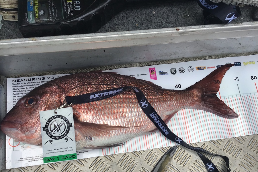 Bruce  Ellwood caught this 49.0cm Snapper at Whitianga during The Export NZ Fishing Competition