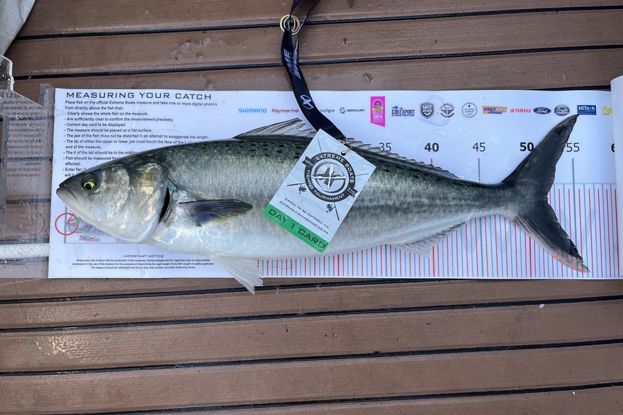 Bradley Craven caught this 52.0cm Kahawai at Whitianga during The Export NZ Fishing Competition