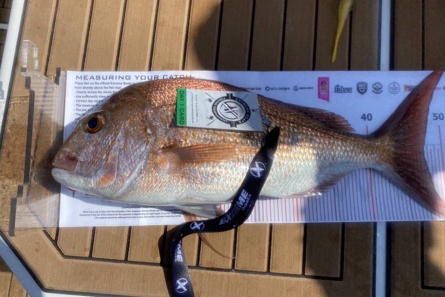 Tony Orton caught this 47.5cm Snapper at Whitianga during The Export NZ Fishing Competition