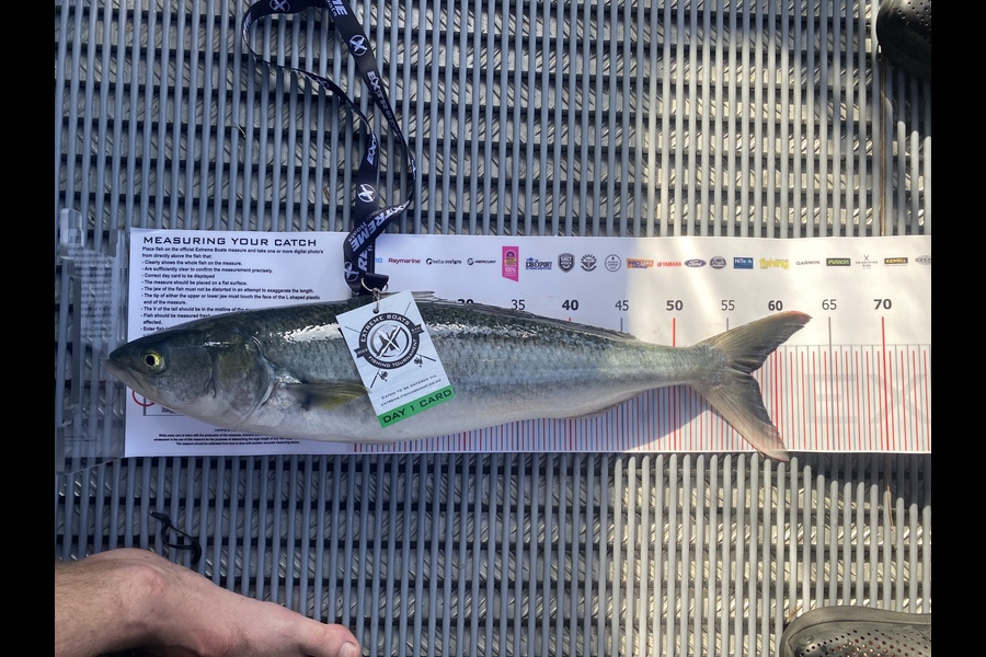 Hadley Boyle caught this 57.0cm Kahawai at Whitianga during The Export NZ Fishing Competition