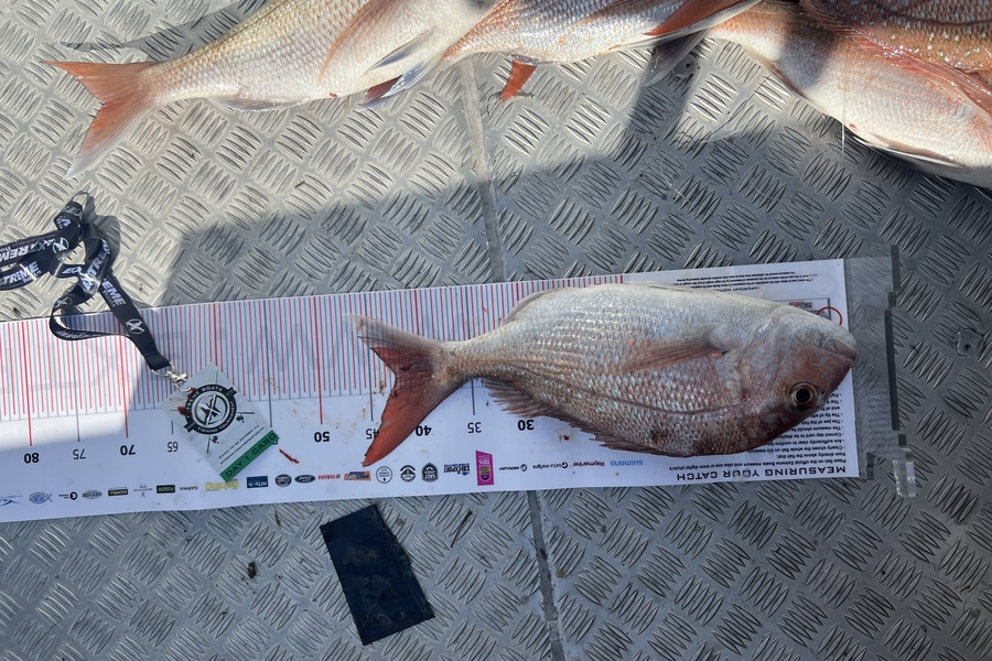 Jason Donaldson caught this 42.5cm Snapper at Whitianga during The Export NZ Fishing Competition