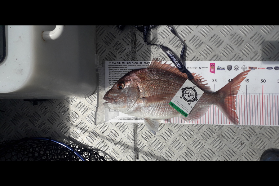 Simon Rose caught this 41.5cm Snapper at Whitianga during The Export NZ Fishing Competition
